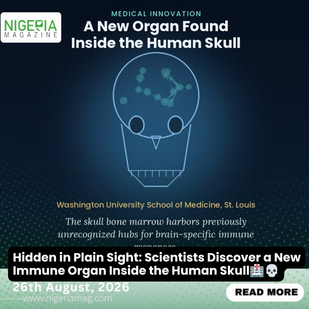 Hidden in Plain Sight: Scientists Discover a New Immune Organ Inside the Human Skull????????