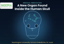 Hidden in Plain Sight: Scientists Discover a New Immune Organ Inside the Human Skull🏥💀